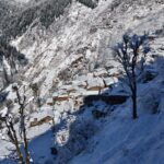 तियुन क्षेत्र में बर्फबारी से सेब के पौधों को नुकसान, मुआवजे की मांग