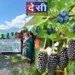 ब्लूबेरी की मिठास और लगवैली के युवा की नई उड़ान युवाओं के लिए बनी प्रेरणा